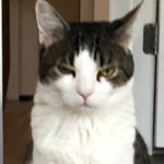 Profile picture of John Doe